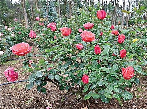 கொடைக்கானல் ரோஜா தோட்டத்தில் பூத்துள்ள சிவப்பு நிற ரோஜாக்கள்.