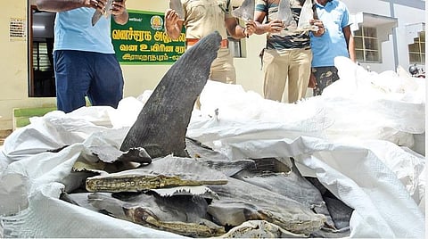 பறிமுதல் செய்யப்பட்ட சுறா மீன் துடுப்புகள்.(படம்: எல்.பாலச்சந்தர்)