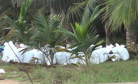 பறிமுதல் செய்யப்பட்ட கஞ்சா