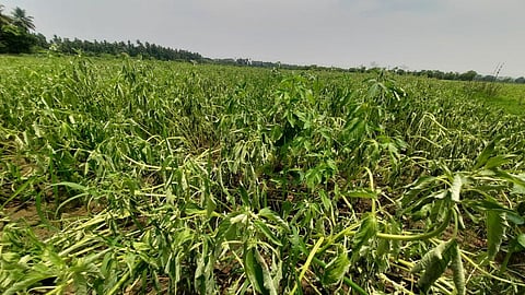 மழையால் பாதிப்படைந்துள்ள எள் பயிர்கள்