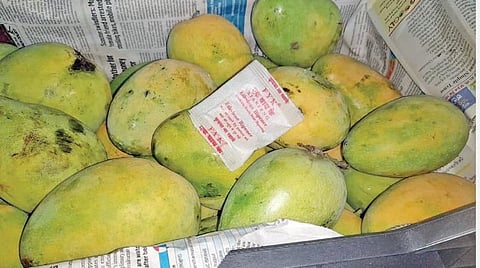 கோவையில் உணவு பாதுகாப்புத்துறையினர் நடத்திய சோதனையின் போது மாம்பழங்களுக்கு நடுவில் இருந்த ரசாயன பாக்கெட்.