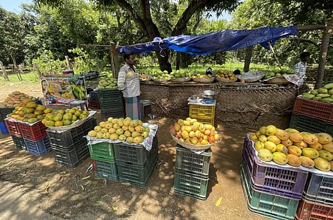 பழநி | ஒரே நேரத்தில் பலவகை மாம்பழம் விற்பனைக்கு குவிந்ததால் சீசன் களைகட்டியது