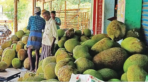 புதுக்கோட்டை மாவட்டம் வடகாடு மண்டியில் விற்பனைக்காக கொண்டு வரப்பட்டுள்ள பலாப்பழங்கள்.