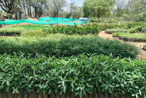 மரக்கன்றுகள்