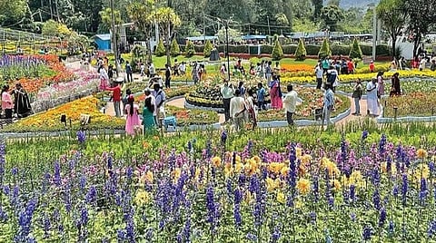 கொடைக்கானல் பிரையன்ட் பூங்காவில் பூத்துக்குலுங்கும் பூக்களை கண்டு ரசித்த சுற்றுலாப் பயணிகள்.