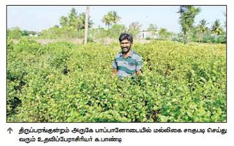 காலையில் விவசாயி; மாலையில் பேராசிரியர் - மதுரை மல்லிகை விவசாயம் செய்து அசத்தும் இளைஞர்