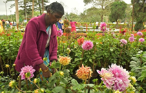 ஏற்காடு கோடை விழா, மலர்க் கண்காட்சி மே 21-ல் தொடக்கம் - பொன்னியின் செல்வன் கப்பல் வடிவத்தில் மலர்ச் சிற்பம் ஏற்பாடு
