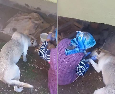 தன் சேய்களுக்கு உணவளித்த பெண்ணிடம் அன்பும் மரியாதையும் பகிர்ந்த தாய் நாய் | நெகிழச்சி வீடியோ