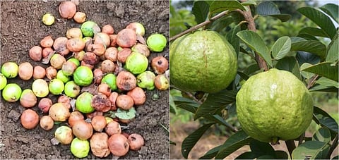 உசிலம்பட்டி | பூச்சி தாக்குதலை கட்டுப்படுத்த முடியாமல் கொய்யா மரங்களை அழிக்கும் விவசாயிகள்