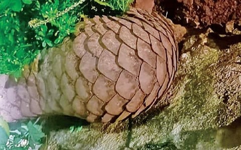 மீட்கப்பட்ட எறும்புத் தின்னி