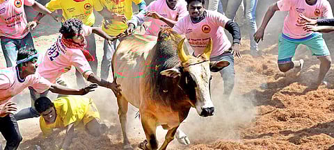 ஜல்லிக்கட்டு | கோப்புப் படம்