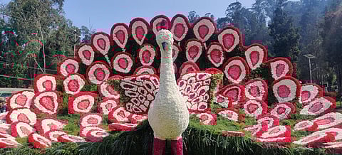 உதகையில் தொடங்கியது 125-வது மலர் கண்காட்சி: கவனம் ஈர்க்கும் 50,000 மலர்களால் ஆன மயில் சிற்பம்