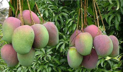 தமிழக அரசு மாங்கூழ் தொழிற்சாலை அதிபர்களின் அரசாக மாறியுள்ளது - கிருஷ்ணகிரி மா விவசாயிகள் வேதனை