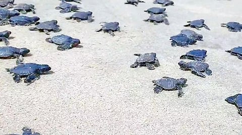 இன்று உலக ஆமைகள் தினம் | ஆமைகள் வாழ்வாதாரத்துக்கு அச்சுறுத்தலான மடிவலை மீன்பிடி - அரசு நடவடிக்கை எடுக்குமா?