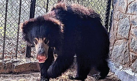 மைசூரிலிருந்து வண்டலூருக்கு கொண்டுவரப்பட்டுள்ள கரடிக் குட்டி.