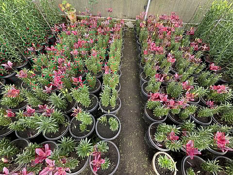 கொடைக்கானலில் கோடை விழா மலர் கண்காட்சி: நாளை  தொடக்கம்