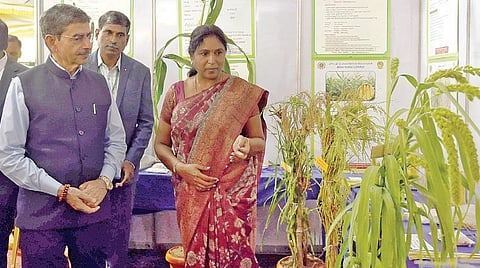 கோவையில் உள்ள தமிழ்நாடு வேளாண்மை பல்கலைக்கழகத்தில் நடைபெற்ற சிறுதானிய கண்காட்சியை நேற்று பார்வையிட்ட ஆளுநர் ஆர்.என்.ரவி. உடன், துணைவேந்தர் வி.கீதாலட்சுமி, பயிர் இனப்பெருக்க மைய இயக்குநர் ரவிகேசவன் ஆகியோர். படம்: ஜெ.மனோகரன்