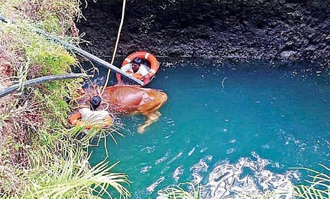 ஆனைமலை அருகே விவசாய தோட்டத்து கிணற்றில் விழுந்த பசுமாட்டை கிரேன் மூலம் உயிருடன் மீட்ட தீயணைப்பு துறையினர்.
