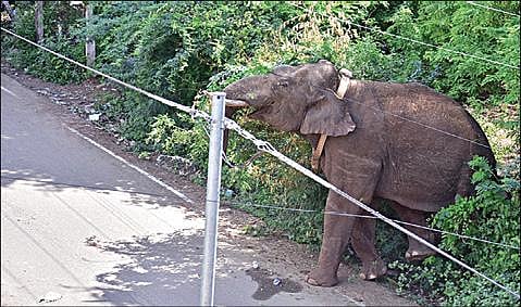 கம்பம் நகருக்குள் புகுந்த அரிசிக் கொம்பன் காட்டு யானை.