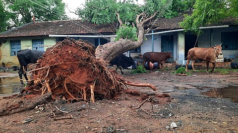 சிவகங்கை துணை மின்நிலைய வளாகத்தில் மின்கம்பி மீது வேரோடு சாய்ந்த பழமையான மரம்.