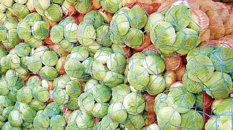 மகசூல் அதிகரிப்பால் முட்டைகோஸ் விலை சரிவு: ஓசூர் பகுதி விவசாயிகள் வேதனை