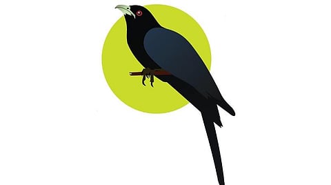 டிங்குவிடம் கேளுங்கள்: ஆண் குயில் மட்டுமே பாடுமா?