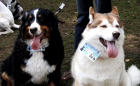 கொடைக்கானல் கோடை விழா: சுற்றுலாப் பயணிகளை கவர்ந்த பல வகையான நாய்கள்!