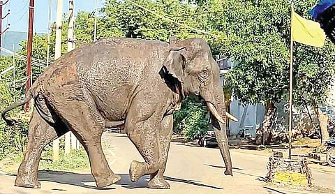 தேனி மக்களை அலறவிடும் ‘அரிசிக்கொம்பன்’ - வனப்பகுதியிலேயே தங்கியிருக்க நடவடிக்கை எடுக்கப்படுமா?