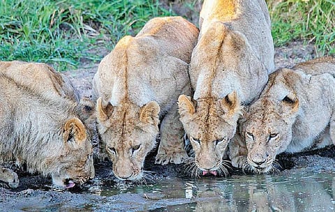 காட்டுயிர்கள், தொல்லியல் இடங்களை பாதுகாக்க வழிகாட்டும் பொறியாளர்