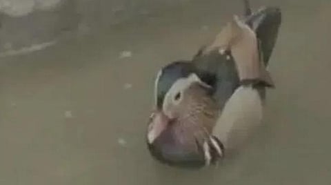 உதகையில் மாண்டரின் வாத்துகள் பறிமுதல்