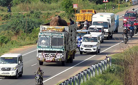 களக்காடு முன்டந்துறை புலிகள் சரணலாய வனப்பகுதிகள் விடுவதற்காக வனத்துறை வாகனத்தில் கொண்டுச் செல்லப்படும் அரிசிக்கொம்பன் யானை