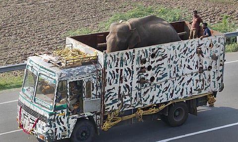 அரிசிக்கொம்பன் யானையின் நடவடிக்கை திருப்தி: குமரி வனத்துறை தகவல்