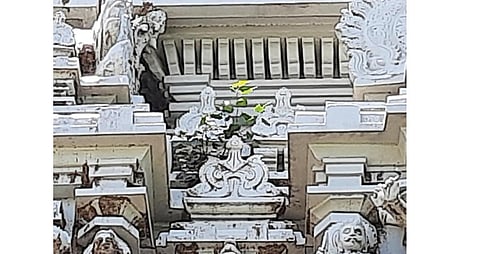 திருவண்ணாமலை அண்ணாமலையார் கோயிலில் உள்ள அம்மணி அம்மன் கோபுரத்தில் வளர்ந்துள்ள செடி