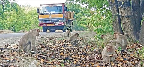 வனப்பகுதியில் மரங்கள் அழிக்கப்பட்டதால், குரங்குகளின் உணவு சங்கிலி மாறிப்போனதால், வாகன ஓட்டிகள் வீசிச் செல்லும் உணவுக்காக சானமாவு வனப்பகுதி சாலையோரங்களில் காத்திருக்கும் குரங்குகள்.