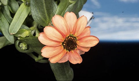 விண்வெளியில் பூத்த பூ