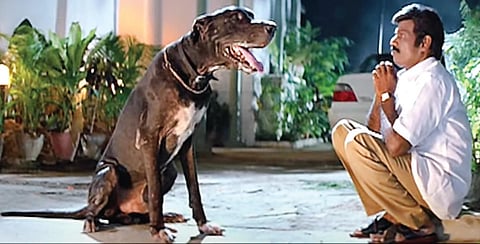 நடுநிசி நாய்களுக்குப் பயந்த கதைகள்: நான்தான் அண்ணன்!