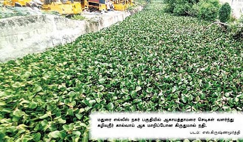 86 கி.மீ. நீள பயணம்... - தூய்மைப்படுத்தப்படாத திருப்புவனம் வைகை ஆறு!