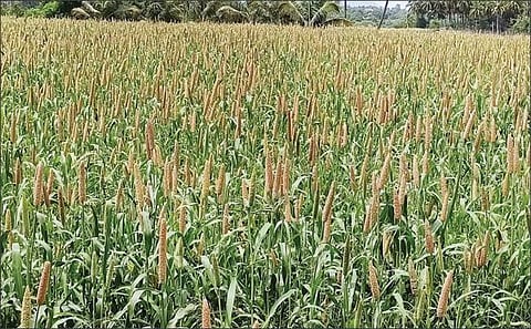 சூளகிரி பகுதியில் உள்ள வயலில்  அறுவடைக்குத்  தயாராக உள்ள கம்பு பயிர்.