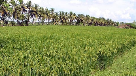 ‘கார்பன் நியூட்ரல்’ மாவட்டங்களாக டெல்டா மாவட்டங்கள் தேர்வு