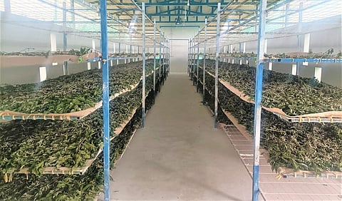 கரிசல் மண்ணில் புது முயற்சி - கோவில்பட்டியில் பட்டுப்புழு வளர்ப்பு தொழில் தீவிரம்