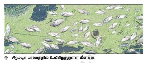 ஆம்பூர் பாலாற்றில் கொத்து, கொத்தாக இறந்து மிதக்கும் மீன்கள்: பொதுமக்கள் சாலை மறியல்