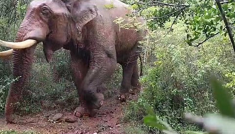 மேட்டுப்பாளையம் பகுதியில் வாயில் காயத்துடன் சுற்றிவரும் ‘பாகுபலி' யானையை மயக்க ஊசி செலுத்தி பிடிக்க முடிவு