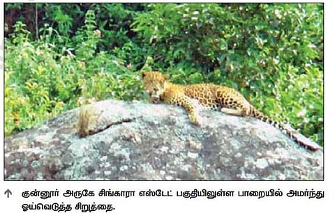 குன்னூரில் பாறை மீது ஓய்வெடுத்த சிறுத்தை: தேயிலை தொழிலாளர்கள் அச்சம்