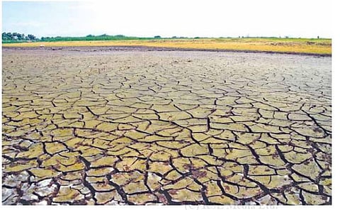 வறட்சியின் பிடியில் நெல்லை மாவட்டம் - அணைகளில் வெறும் 10 சதவீதமே நீர் இருப்பு