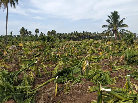 பரமத்தி வேலூர் அருகே மர்ம நபர்களால் வெட்டி சாய்க்கப்பட்ட பாக்கு மரங்கள்