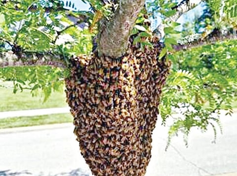 டிங்குவிடம் கேளுங்கள் -31: மழையால் தேன்கூடு கலையுமா?