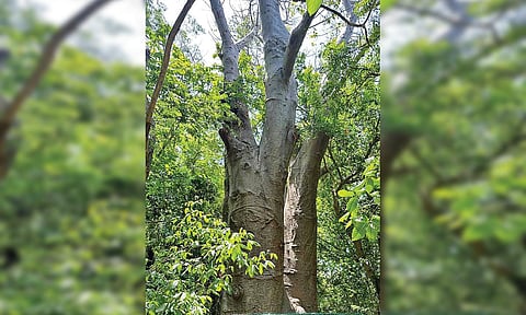 புதுச்சேரி வனத்துறை அலுவலகம் ஒட்டியுள்ள நகர்ப்புற வனத்தில் உள்ள அரியவகை பயோபாப் மரம்