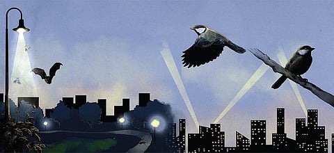 உயிர்ப் பன்மையைச் சிதைக்கும் ஒளி மாசு