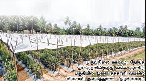 பருவநிலை மாற்றம், நோய் பாதிப்பை தடுக்க ‘நிழல்வலை’ மூலம் தக்காளி செடிகள் பராமரிப்பு @ சூளகிரி