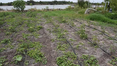 கோப்புப்படம்